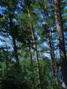Daggvattenkassetten och framtida anslutning till Gäststugan